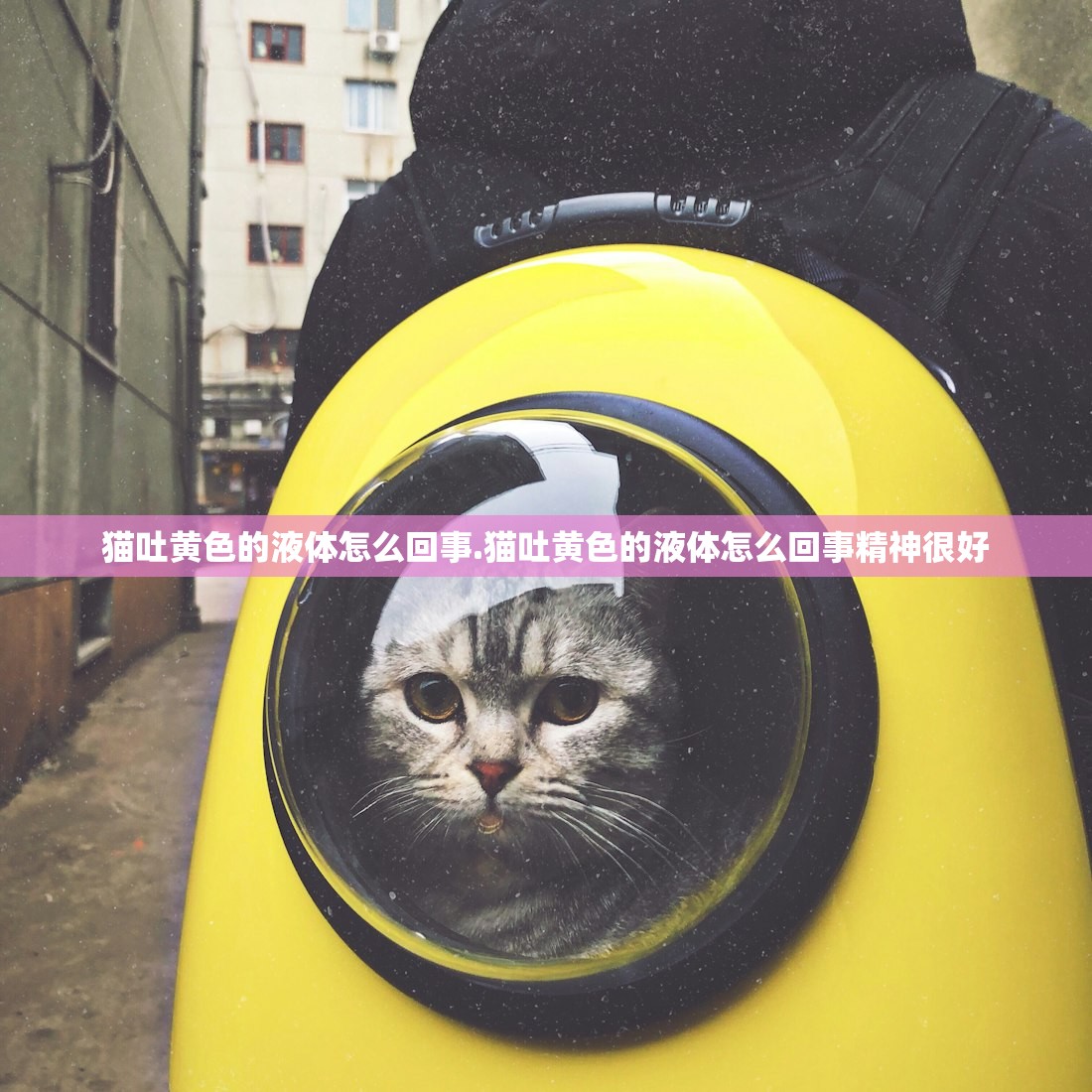 猫吐黄色的液体怎么回事.猫吐黄色的液体怎么回事精神很好 猫吐黄色的液体怎么回事.猫吐黄色的液体怎么回事精神很好