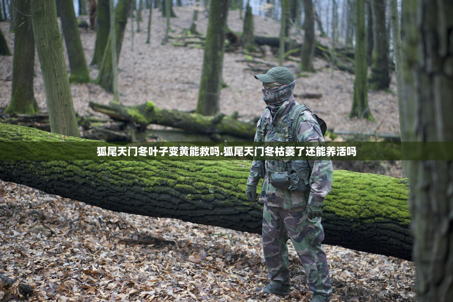 狐尾天门冬叶子变黄能救吗.狐尾天门冬枯萎了还能养活吗