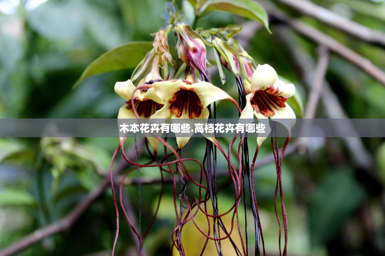 木本花卉有哪些.高档花卉有哪些