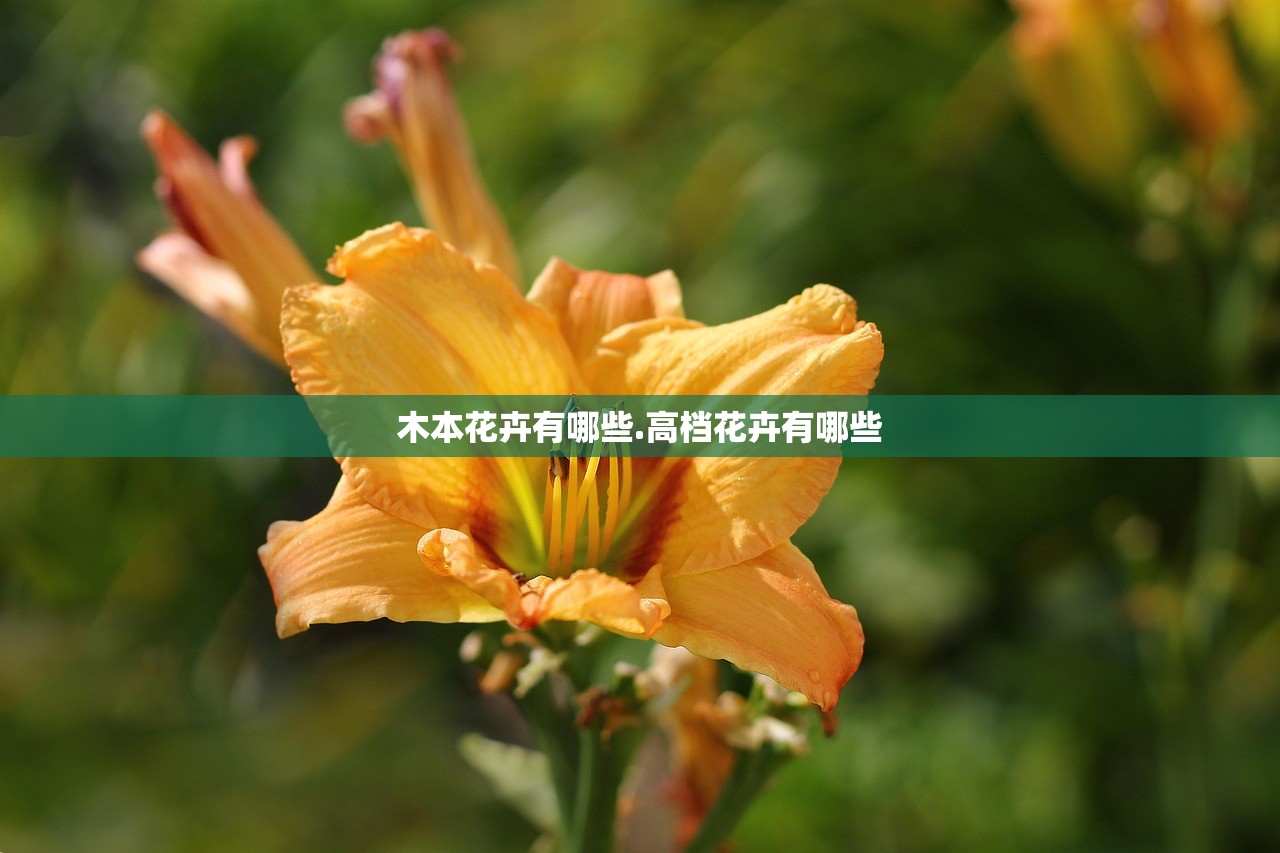 木本花卉有哪些.高档花卉有哪些