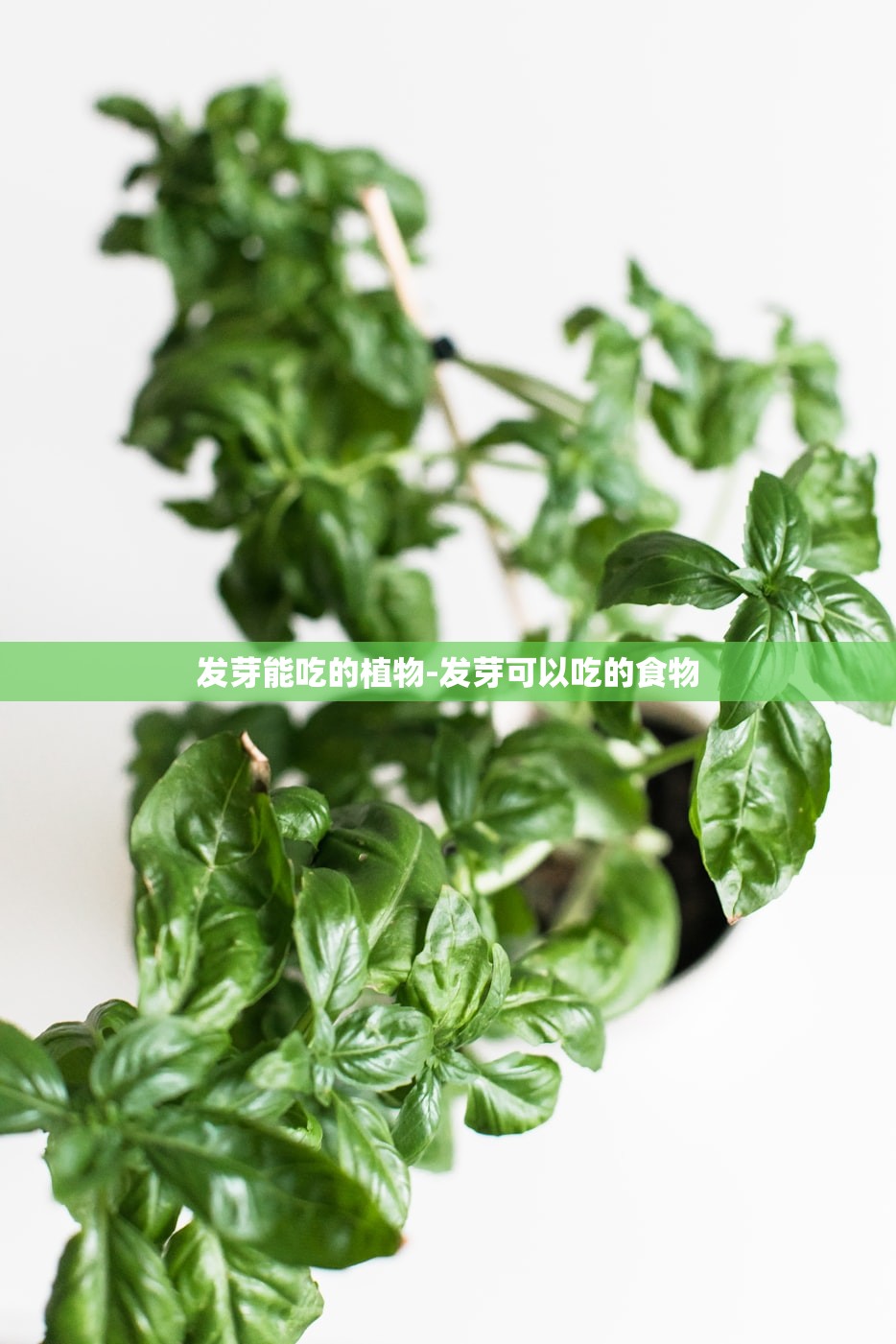 发芽能吃的植物-发芽可以吃的食物