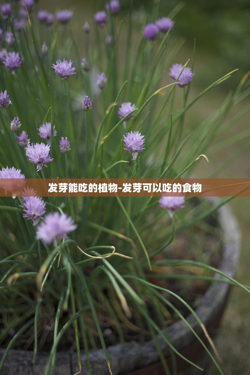 发芽能吃的植物-发芽可以吃的食物