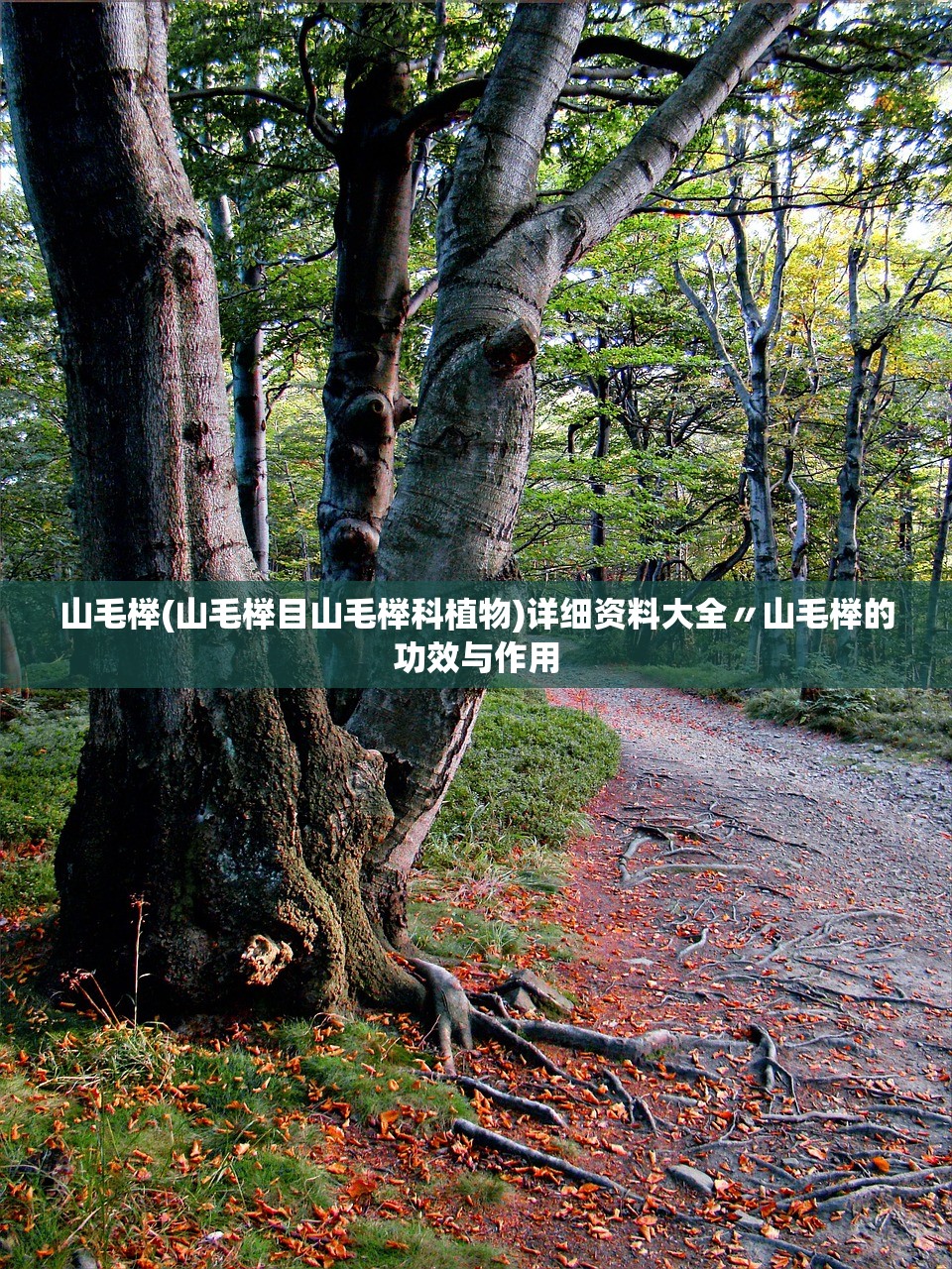 山毛榉(山毛榉目山毛榉科植物)详细资料大全〃山毛榉的功效与作用
