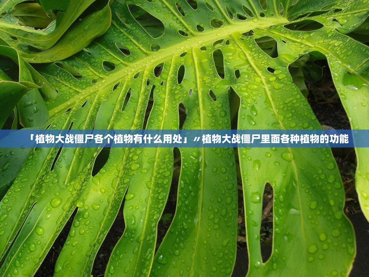 「植物大战僵尸各个植物有什么用处」〃植物大战僵尸里面各种植物的功能