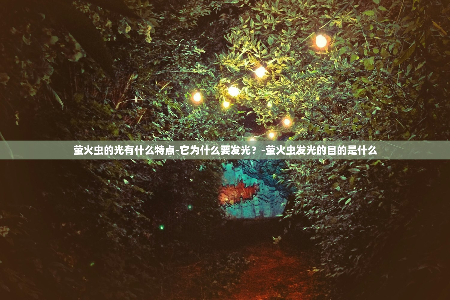 萤火虫的光有什么特点-它为什么要发光?-萤火虫发光的目的是什么 萤火虫的光有什么特点-它为什么要发光?-萤火虫发光的目的是什么