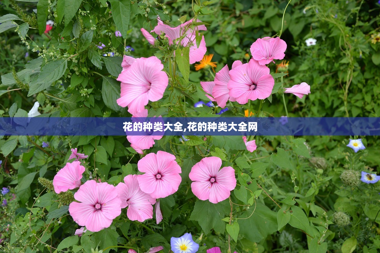 花的种类大全,花的种类大全网