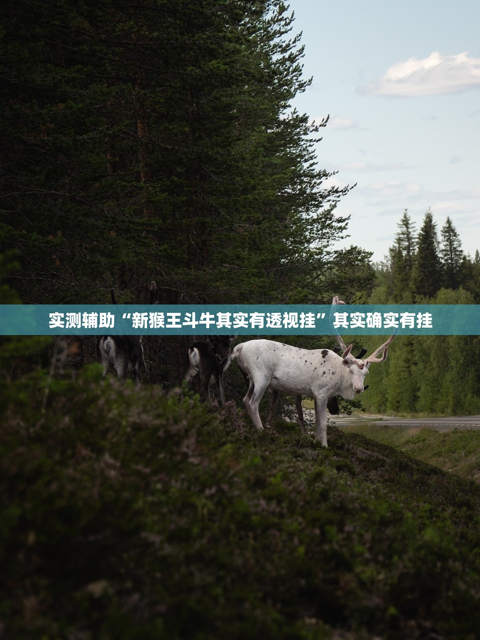 实测辅助“新猴王斗牛其实有透视挂”其实确实有挂