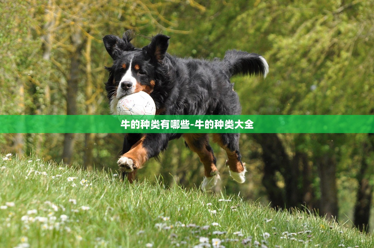 牛的种类有哪些-牛的种类大全