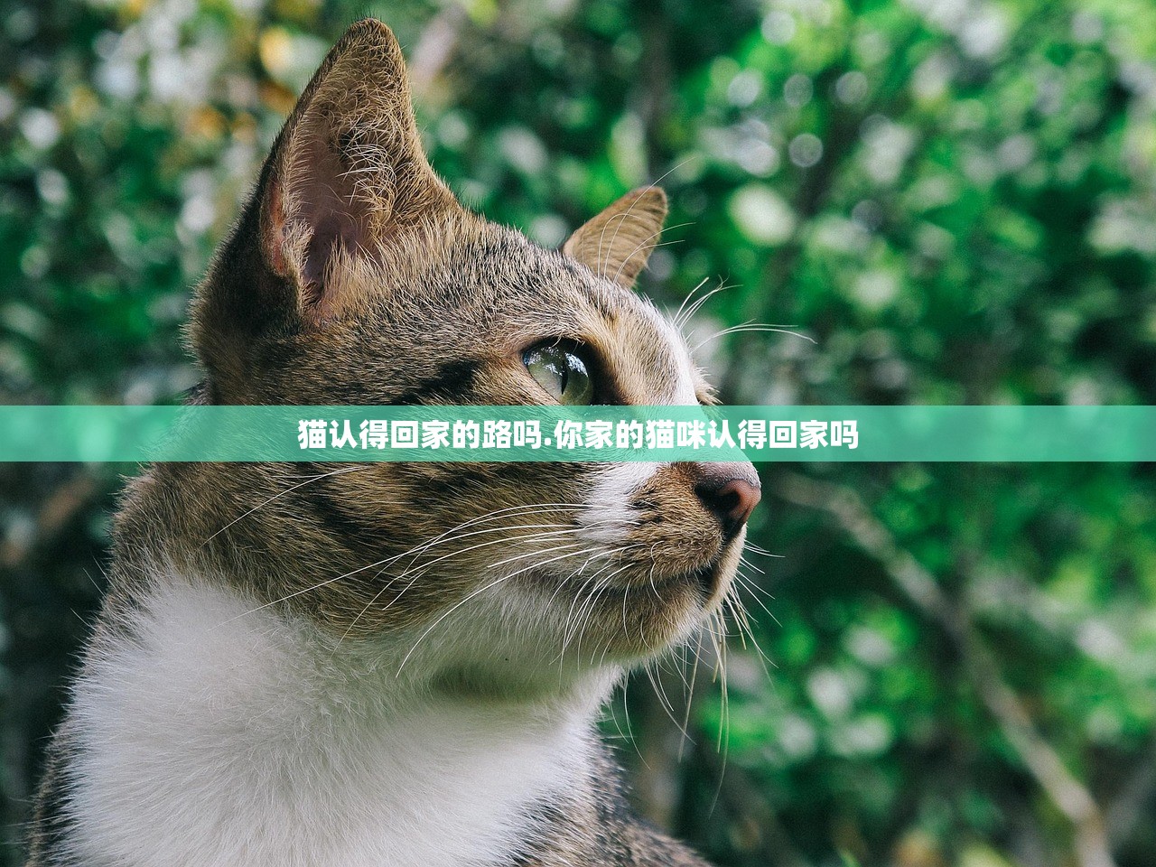 猫认得回家的路吗.你家的猫咪认得回家吗 猫认得回家的路吗.你家的猫咪认得回家吗