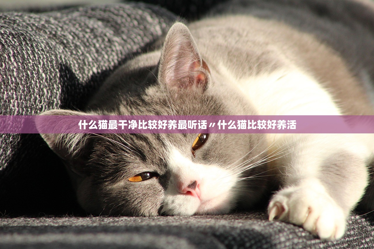 什么猫最干净比较好养最听话〃什么猫比较好养活