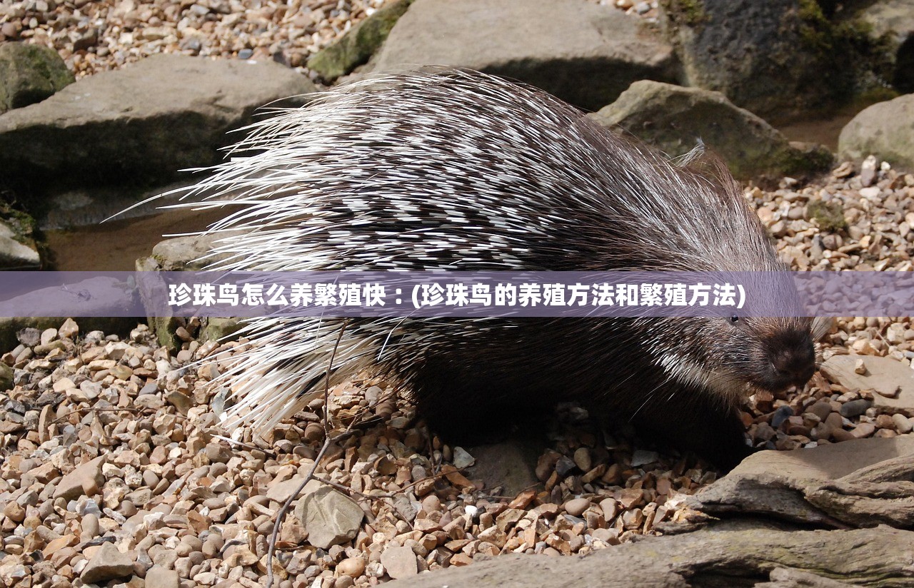 珍珠鸟怎么养繁殖快︰(珍珠鸟的养殖方法和繁殖方法)