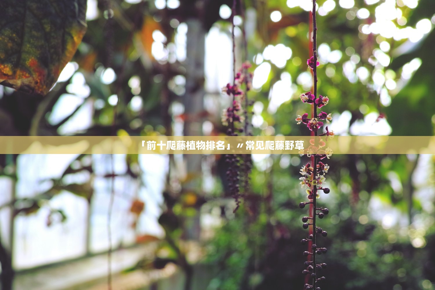 「前十爬藤植物排名」〃常见爬藤野草