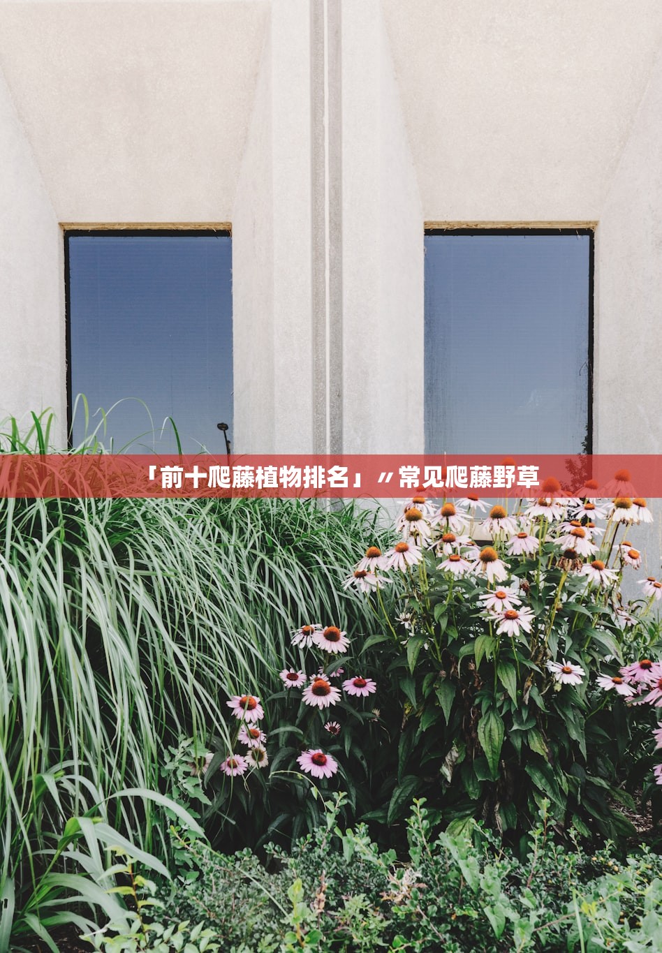 「前十爬藤植物排名」〃常见爬藤野草