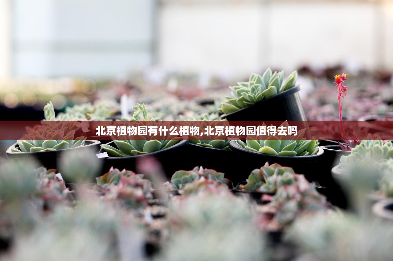 北京植物园有什么植物,北京植物园值得去吗