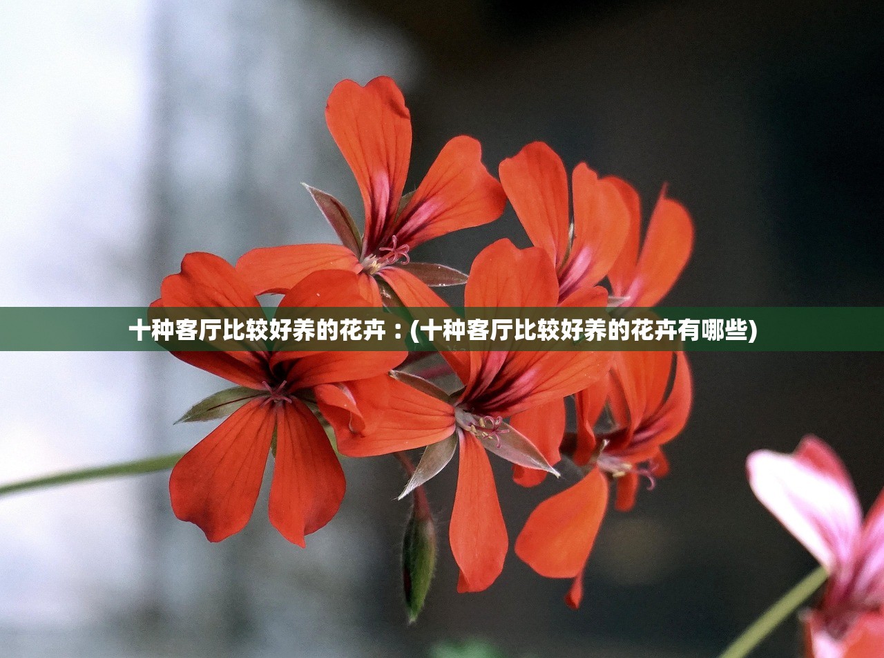 十种客厅比较好养的花卉︰(十种客厅比较好养的花卉有哪些) 十种客厅比较好养的花卉︰(十种客厅比较好养的花卉有哪些)