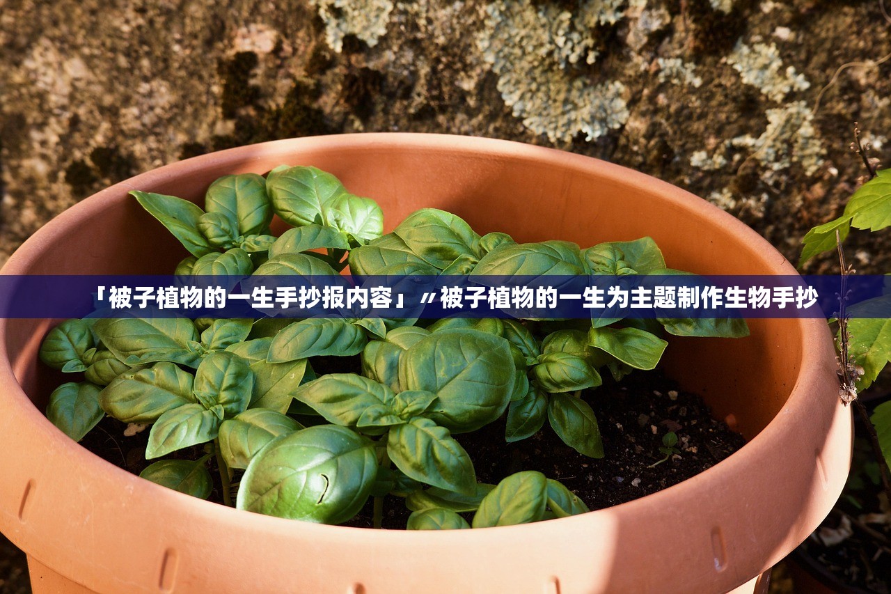 「被子植物的一生手抄报内容」〃被子植物的一生为主题制作生物手抄