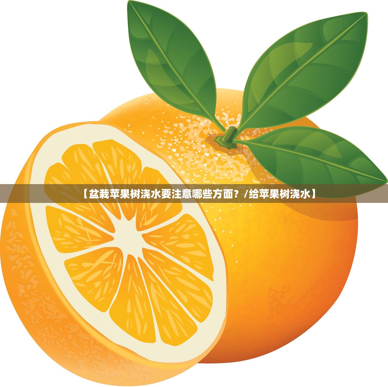 【盆栽苹果树浇水要注意哪些方面?/给苹果树浇水】 【盆栽苹果树浇水要注意哪些方面?/给苹果树浇水】