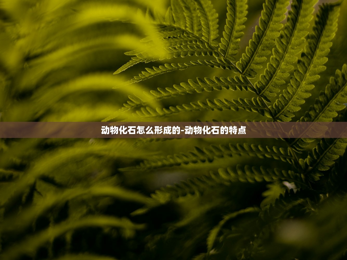 动物化石怎么形成的-动物化石的特点