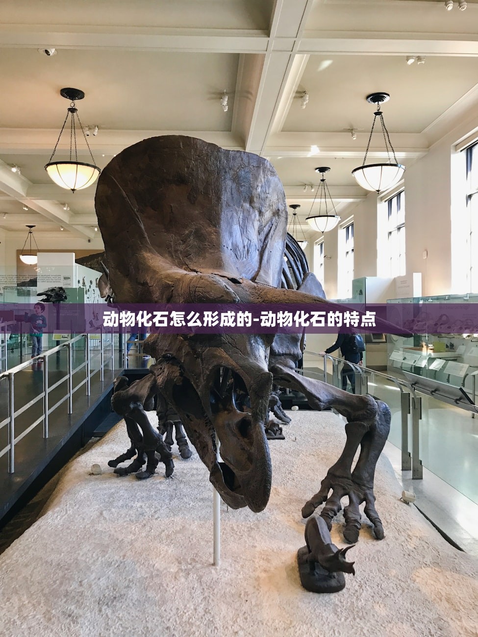 动物化石怎么形成的-动物化石的特点