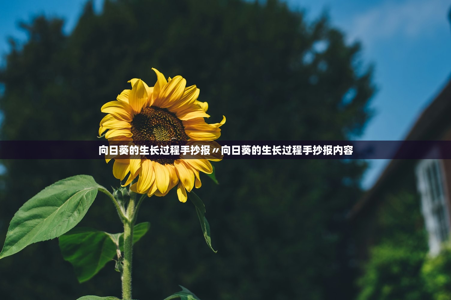 向日葵的生长过程手抄报〃向日葵的生长过程手抄报内容 向日葵的生长过程手抄报〃向日葵的生长过程手抄报内容