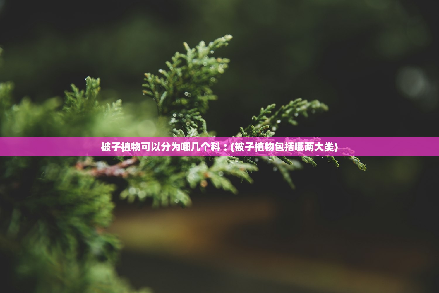 被子植物可以分为哪几个科︰(被子植物包括哪两大类) 被子植物可以分为哪几个科︰(被子植物包括哪两大类)