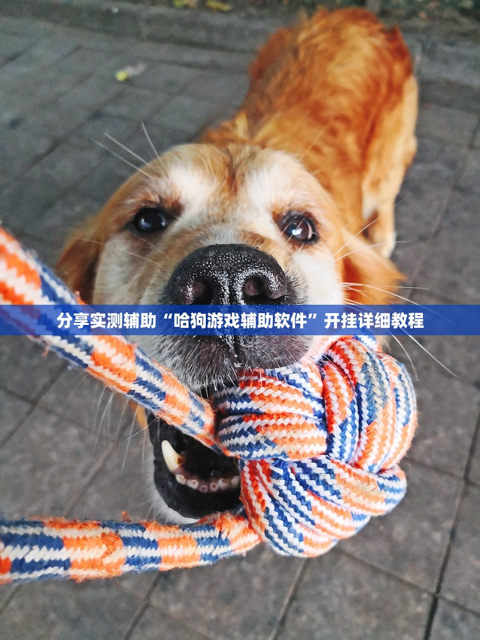 分享实测辅助“哈狗游戏辅助软件”开挂详细教程