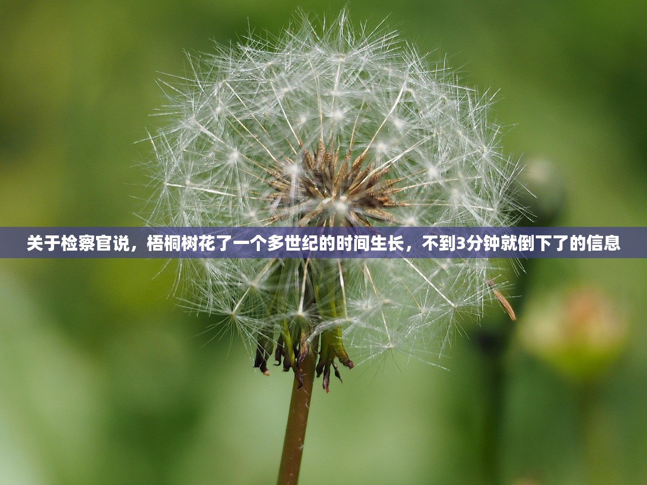 关于检察官说	，梧桐树花了一个多世纪的时间生长，不到3分钟就倒下了的信息