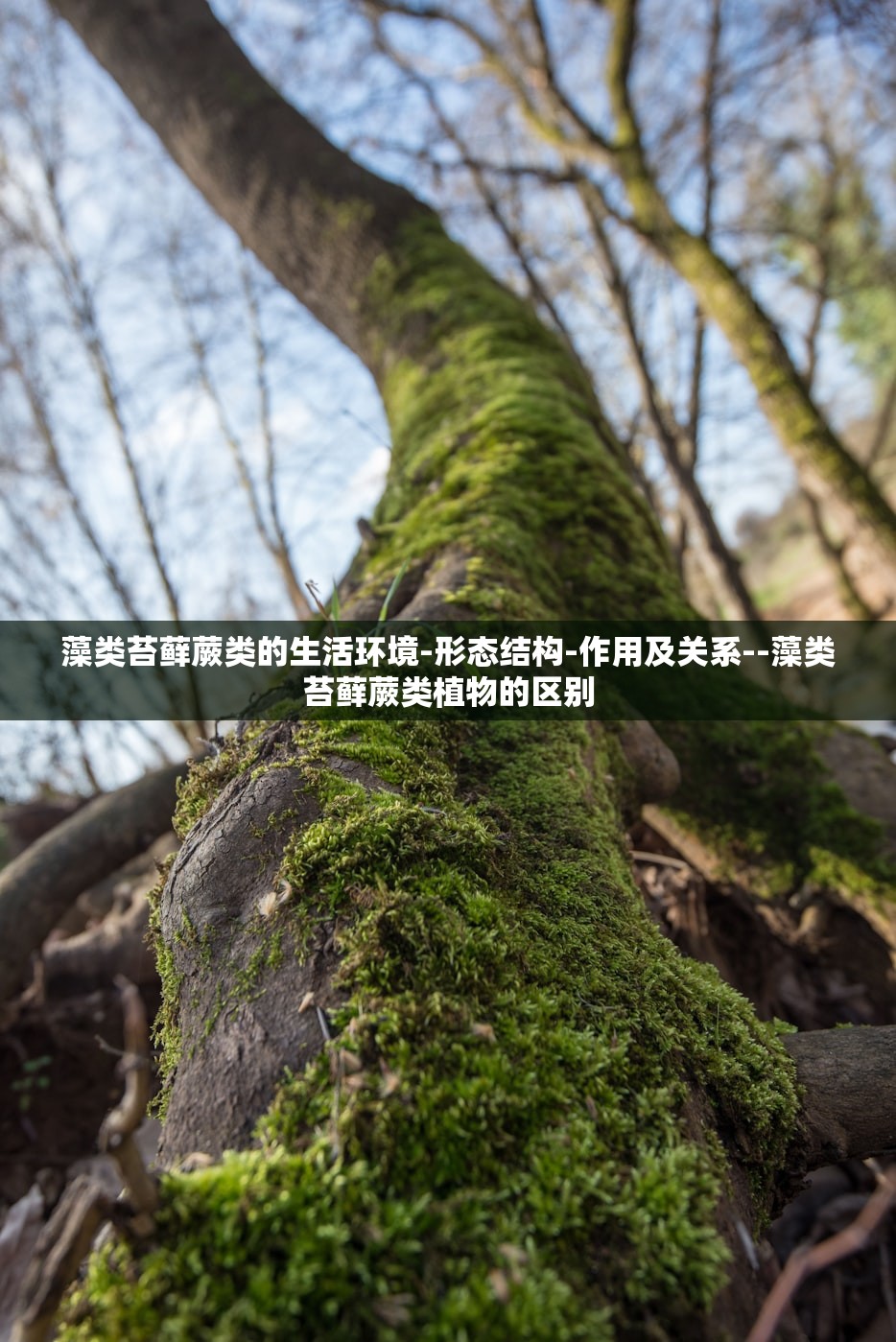 藻类苔藓蕨类的生活环境-形态结构-作用及关系--藻类苔藓蕨类植物的区别 藻类苔藓蕨类的生活环境-形态结构-作用及关系--藻类苔藓蕨类植物的区别