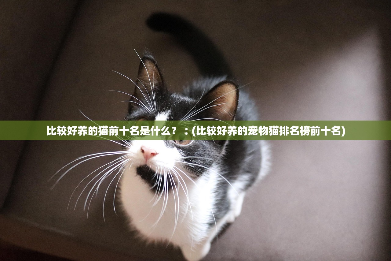 比较好养的猫前十名是什么?︰(比较好养的宠物猫排名榜前十名) 比较好养的猫前十名是什么?︰(比较好养的宠物猫排名榜前十名)