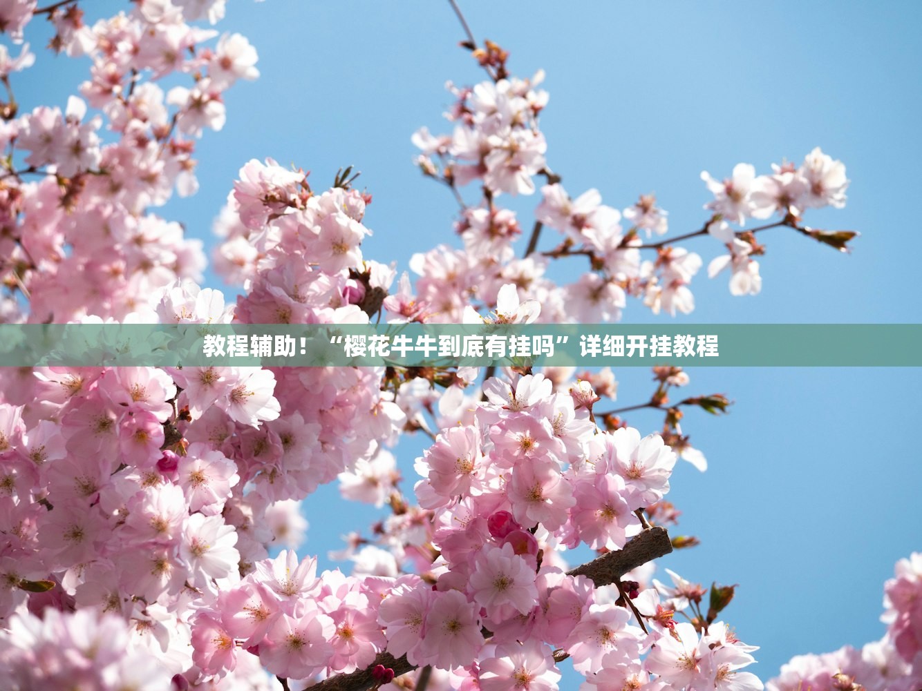 教程辅助！“樱花牛牛到底有挂吗”详细开挂教程