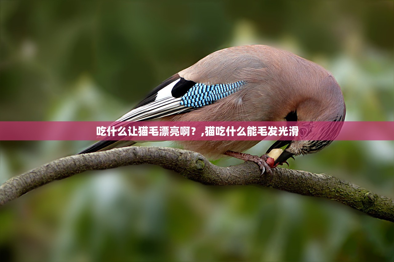吃什么让猫毛漂亮啊?,猫吃什么能毛发光滑 吃什么让猫毛漂亮啊?,猫吃什么能毛发光滑