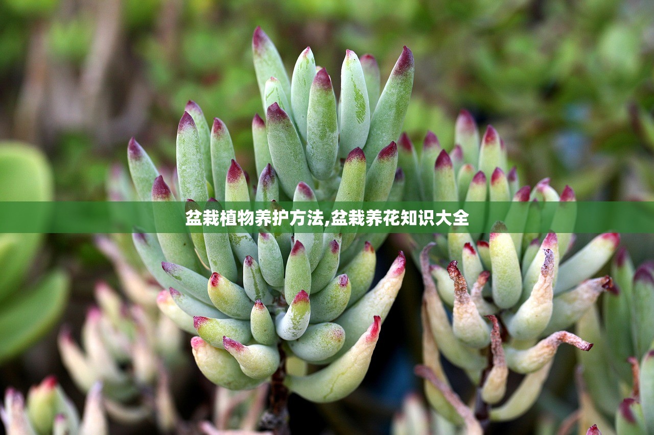 盆栽植物养护方法,盆栽养花知识大全 盆栽植物养护方法,盆栽养花知识大全
