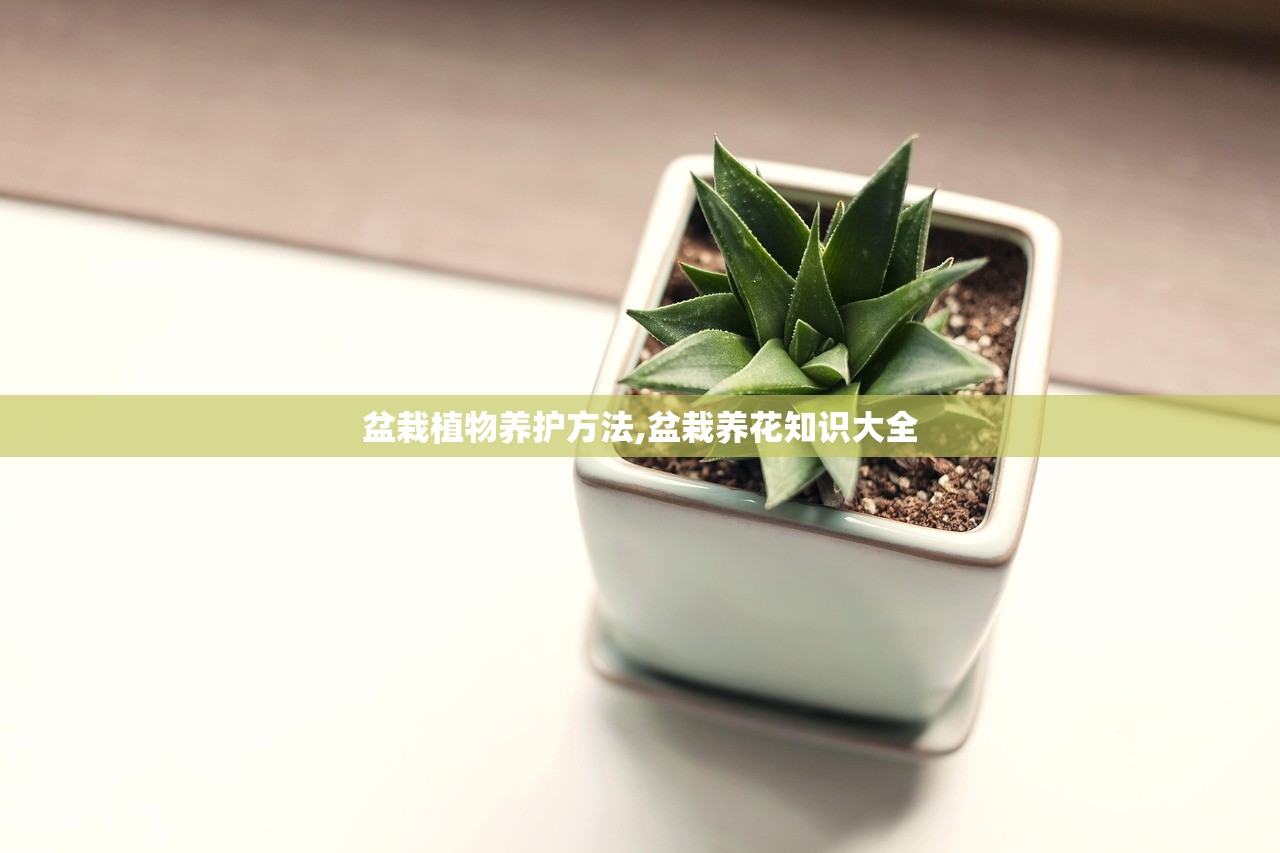 盆栽植物养护方法,盆栽养花知识大全 盆栽植物养护方法,盆栽养花知识大全