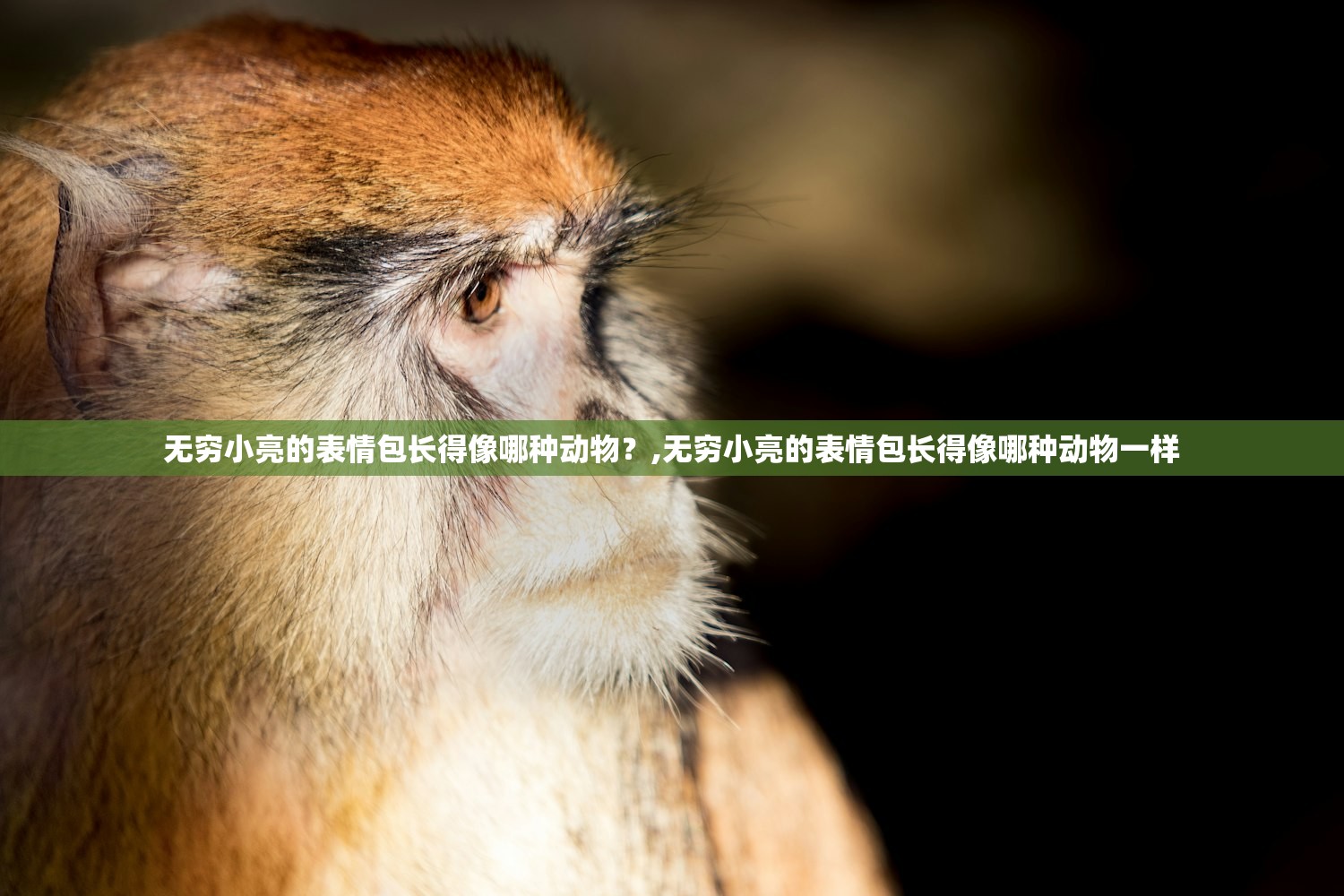 无穷小亮的表情包长得像哪种动物?,无穷小亮的表情包长得像哪种动物一样 无穷小亮的表情包长得像哪种动物?,无穷小亮的表情包长得像哪种动物一样