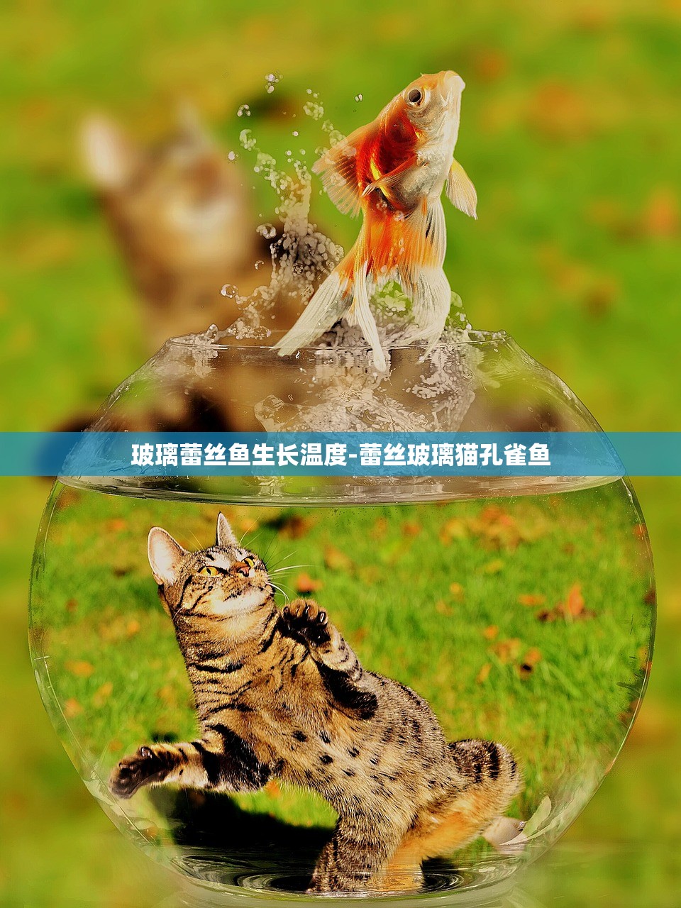 玻璃蕾丝鱼生长温度-蕾丝玻璃猫孔雀鱼 玻璃蕾丝鱼生长温度-蕾丝玻璃猫孔雀鱼