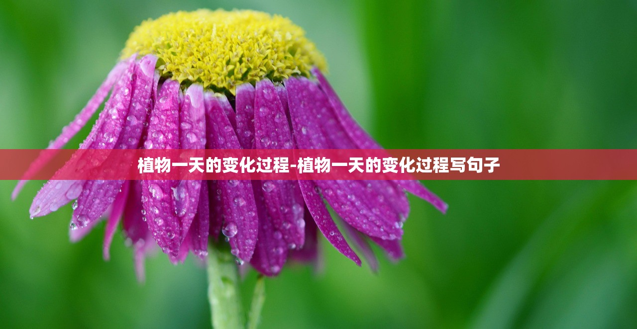 植物一天的变化过程-植物一天的变化过程写句子 植物一天的变化过程-植物一天的变化过程写句子
