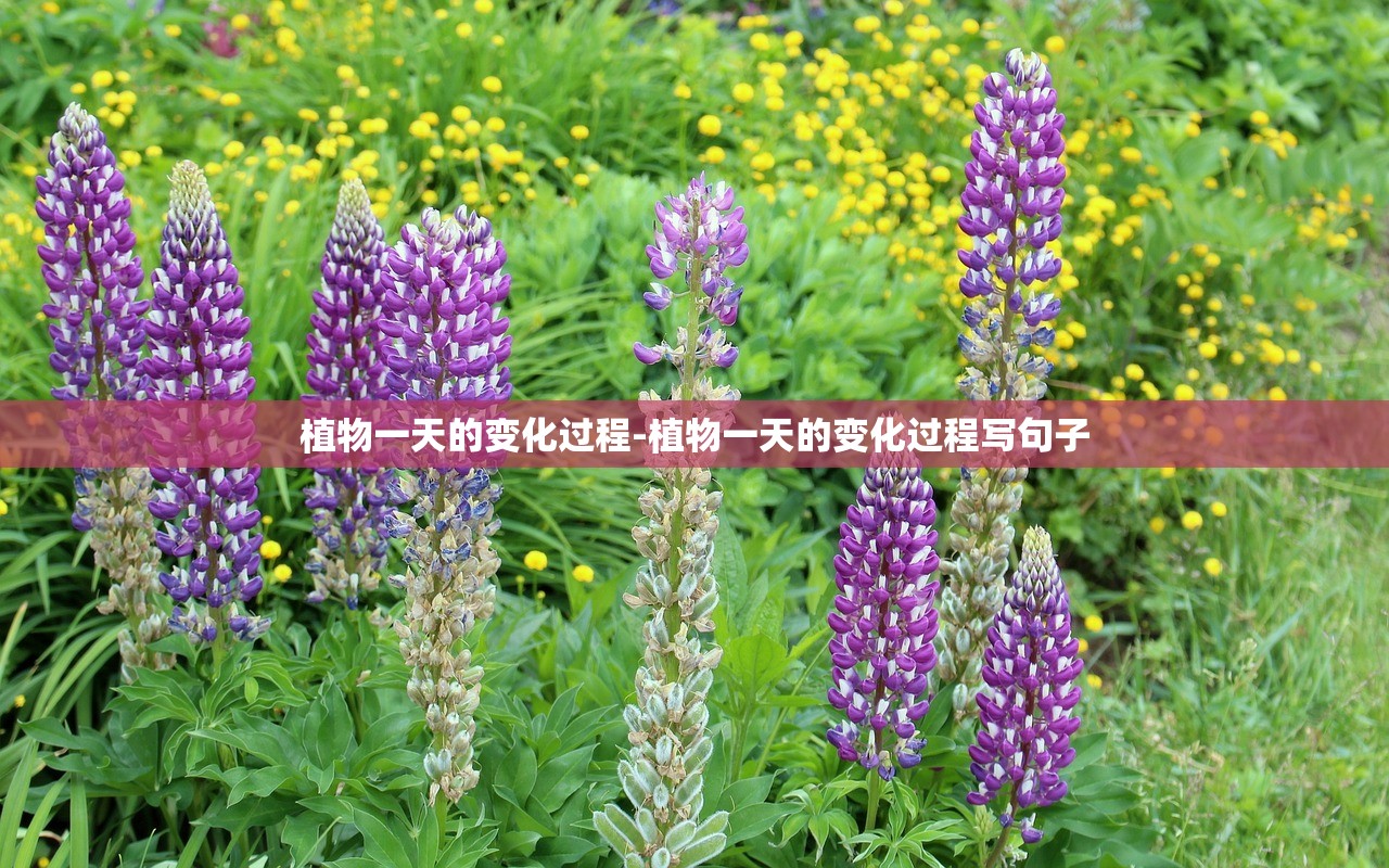 植物一天的变化过程-植物一天的变化过程写句子 植物一天的变化过程-植物一天的变化过程写句子