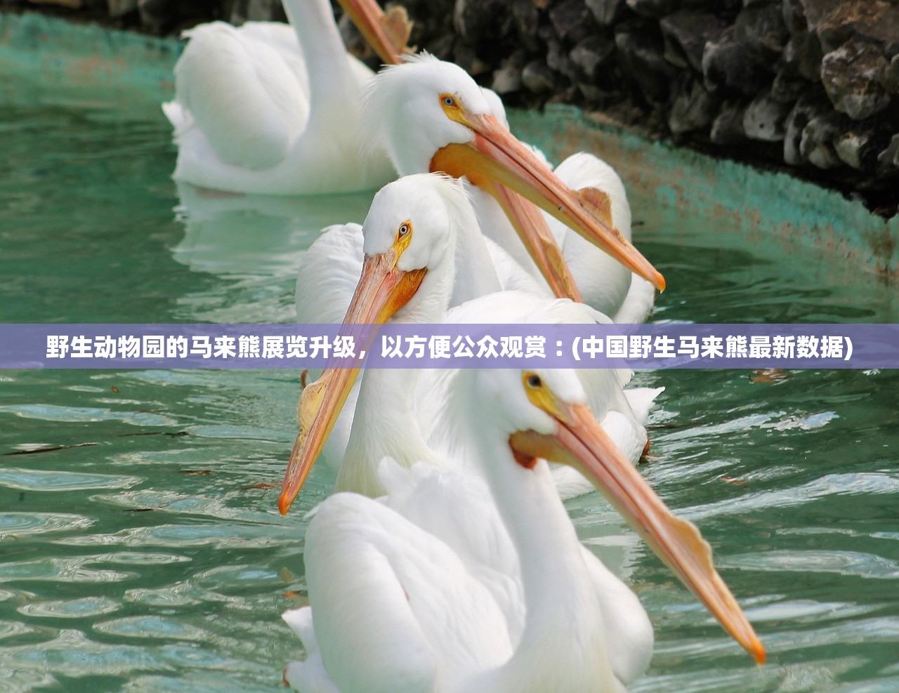 野生动物园的马来熊展览升级，以方便公众观赏︰(中国野生马来熊最新数据)