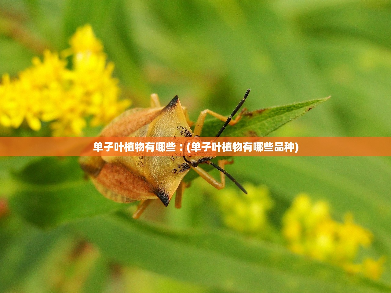 单子叶植物有哪些︰(单子叶植物有哪些品种)