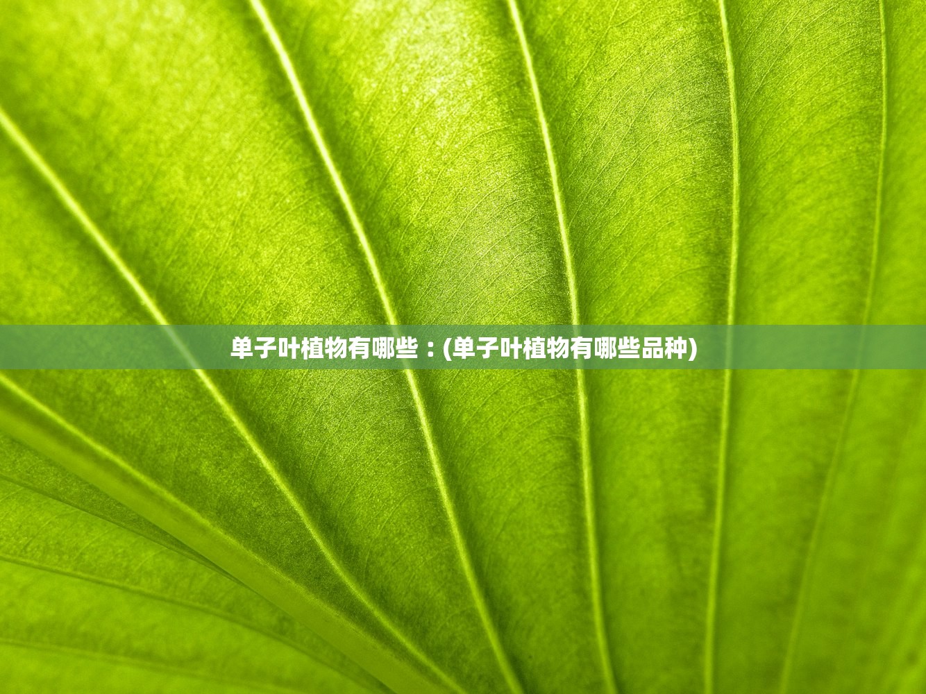 单子叶植物有哪些︰(单子叶植物有哪些品种)