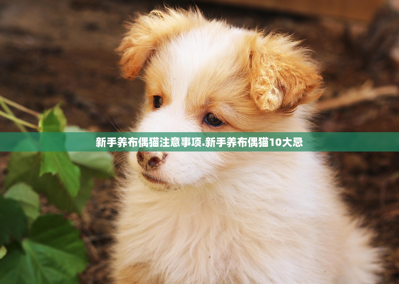 新手养布偶猫注意事项.新手养布偶猫10大忌