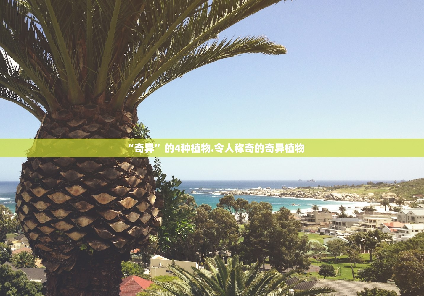 “奇异”的4种植物.令人称奇的奇异植物