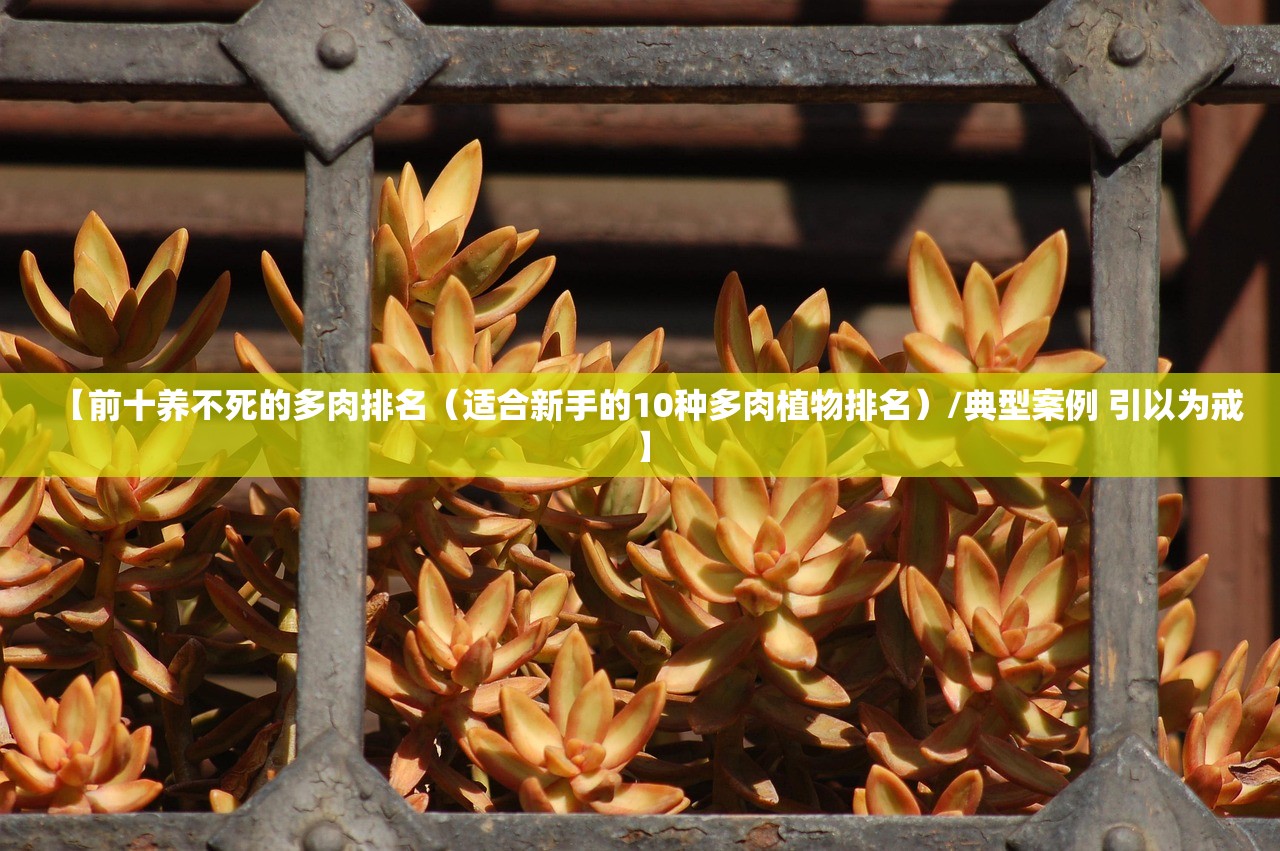 【前十养不死的多肉排名（适合新手的10种多肉植物排名）/典型案例 引以为戒】