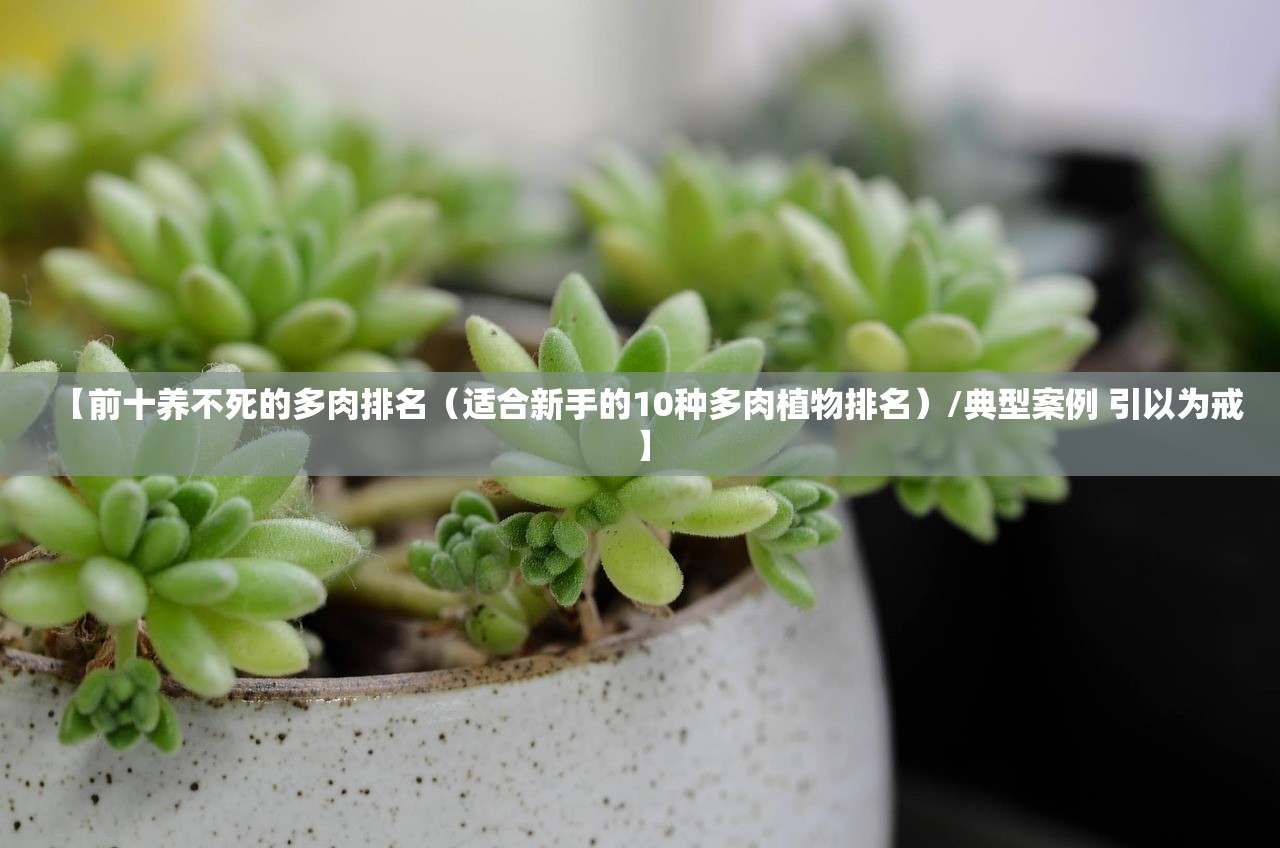 【前十养不死的多肉排名（适合新手的10种多肉植物排名）/典型案例 引以为戒】