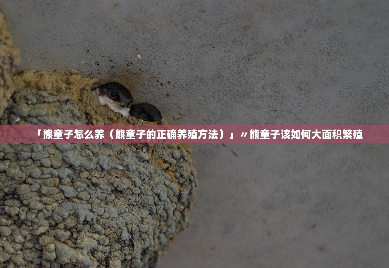 「熊童子怎么养（熊童子的正确养殖方法）」〃熊童子该如何大面积繁殖