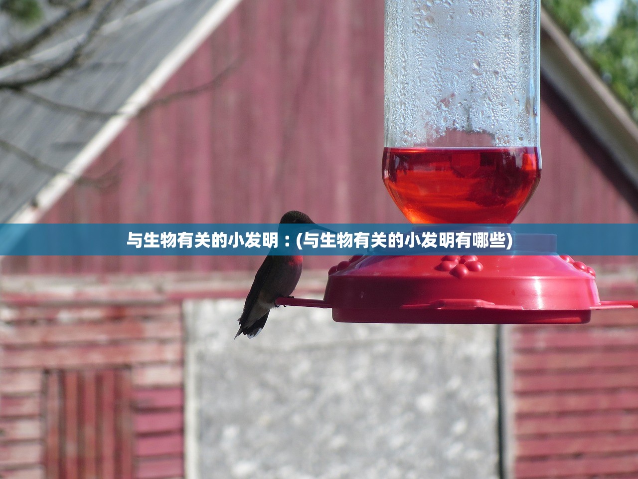 与生物有关的小发明︰(与生物有关的小发明有哪些) 与生物有关的小发明︰(与生物有关的小发明有哪些)