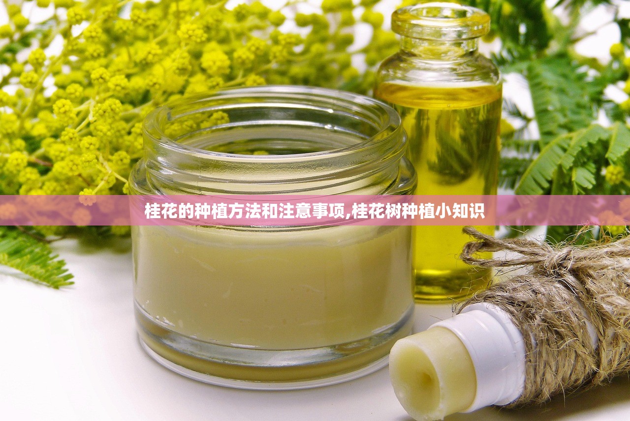 桂花的种植方法和注意事项,桂花树种植小知识