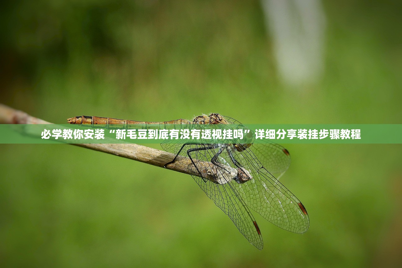 必学教你安装“新毛豆到底有没有透视挂吗”详细分享装挂步骤教程