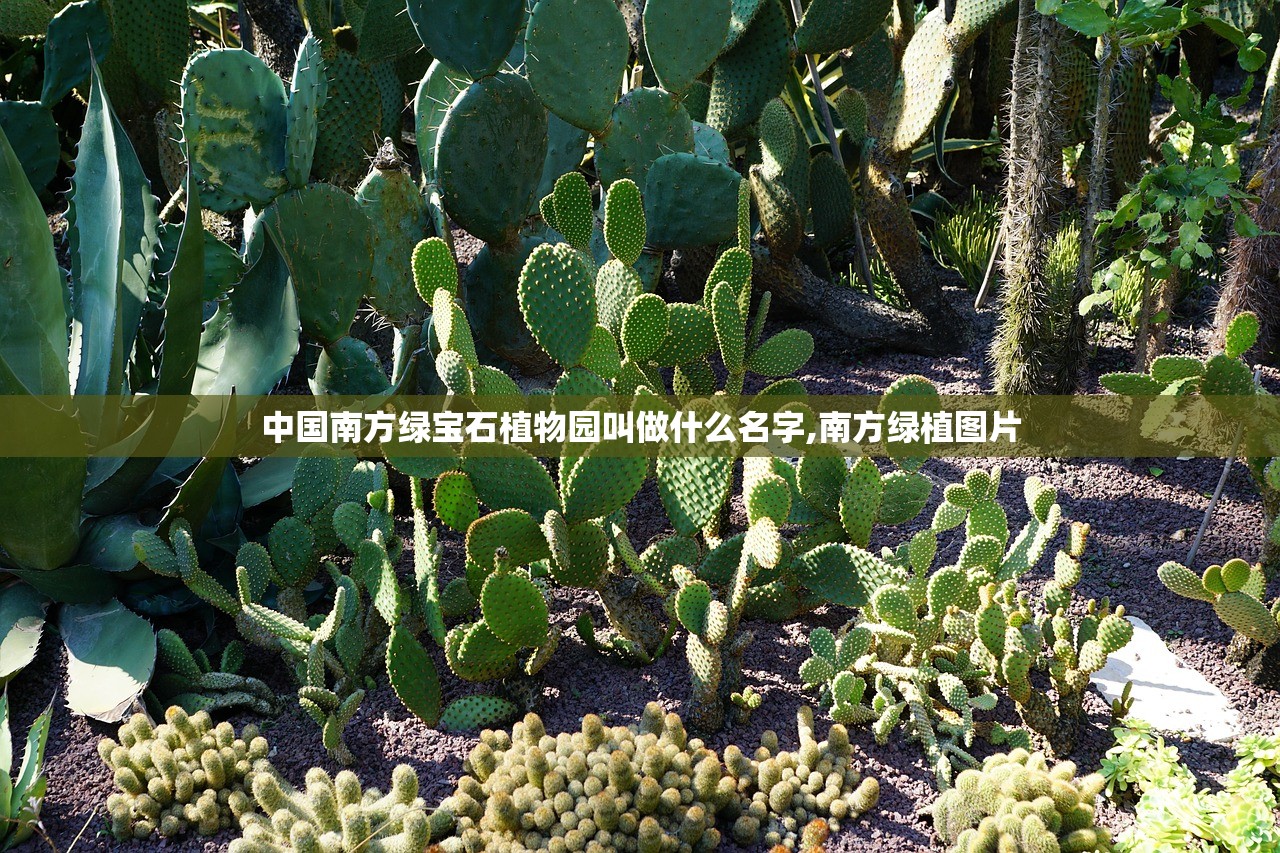 中国南方绿宝石植物园叫做什么名字,南方绿植图片 中国南方绿宝石植物园叫做什么名字,南方绿植图片