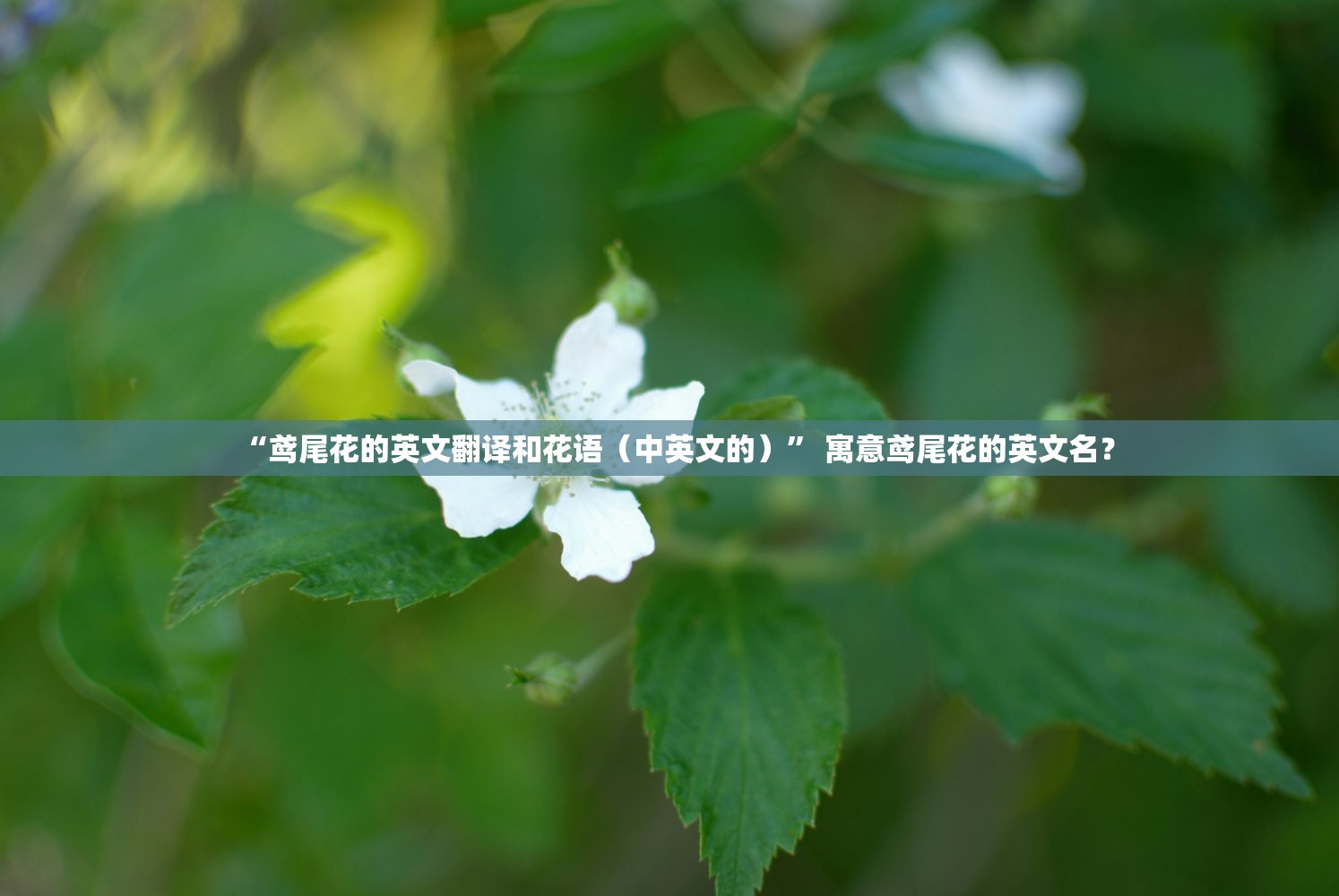 “鸢尾花的英文翻译和花语（中英文的）” 寓意鸢尾花的英文名？